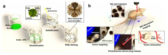 a) 다공성 금 나노입자를 합성 과정의 모식도. 폴리아닐린과 금나노입자가 아닐린과 염 화금산의 상호 산화,환원 반응을 통하여 합성된다. 그 이후 폴리아닐린은 N-methylpyrrolidone 을 사용하여 선택적으로 식각된다. b) 급나노입자를 통하여 생체내 암 치료에 응용하는 과정의 모식도