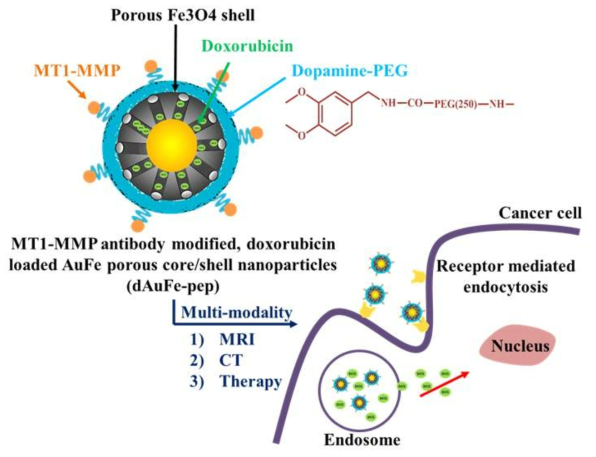 독소루비신을 담지하고 MT1-MMP를 표적하는 펩타이드를 포함하는 금철 나노입자 (dAuFe/Pep NPs) 입자의 도식