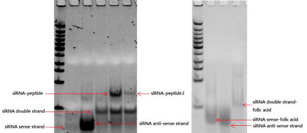 siRNA에 펩타이드, 엽산을 접합시킴