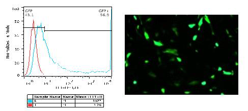 EGFP mRNA전달 효율 확인. 왼쪽은 Facs를 이용하여 정량 적 수치화 한 것.