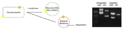 plasmid DNA 로부터 minicircle DNA 제조 및 확인