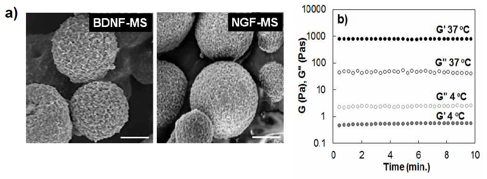 a) SEM images of BDNF-loaded (BDNF-MS) and NGF-loaded (NGF-MS) alginate microspheres. Scale bar = 1 mm. b) Stoarge modulus (G’) and loss modulus (G