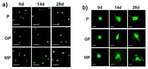 a) Cell images of TMSC after 3D culturing 0, 14, and 28 days in the P, GP, and MP systems. Living cells were stained as green. b) Enlarged images. Scale bar is 100 μm and 20 μm in (a) and (b), respectively