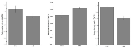 Ratios of FGF-2 protein level relative to those of GAPDH in soleus muscle. Values are presented as mean±SE.