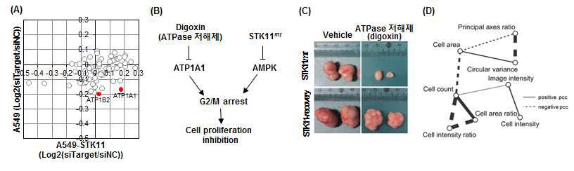 (A) A549, A549-STK11 세포주에서 ATPase family 표적 유전자의 siRNA 스크리닝 결과, (B) STK11 돌연변이 표적 유전자 ATP1A1의 암 생장 저해 예측 기전 및 (C) in vivo 에서의 ATP1A1 inhibitor의 암 생장 저해 효과 확인, (D) STK11 돌연변이 세포주의 표적 유전자 후보군의 single cell phenotype 영향 분석 결과