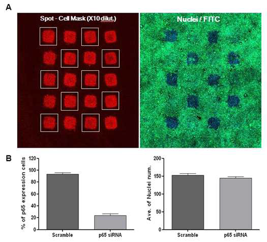 MAS coated 슬라이드에서 cell Mask 스팟을 이용한 p65 siRNA knock down 효 과 확인 A.