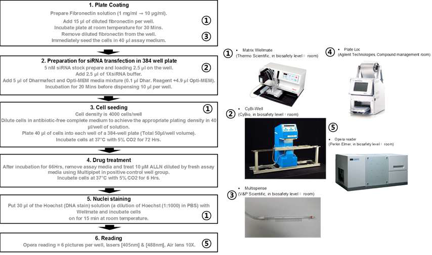 siRNA 대용량 스크리닝을 위한 표준 운영 절차의 개략도 (왼쪽은 384 well 어세이