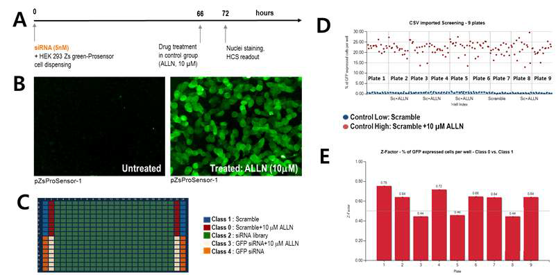 Proteasome 저해제에 대한 RNAi 스크리닝 A. 실험에 대한 타임라인, B.