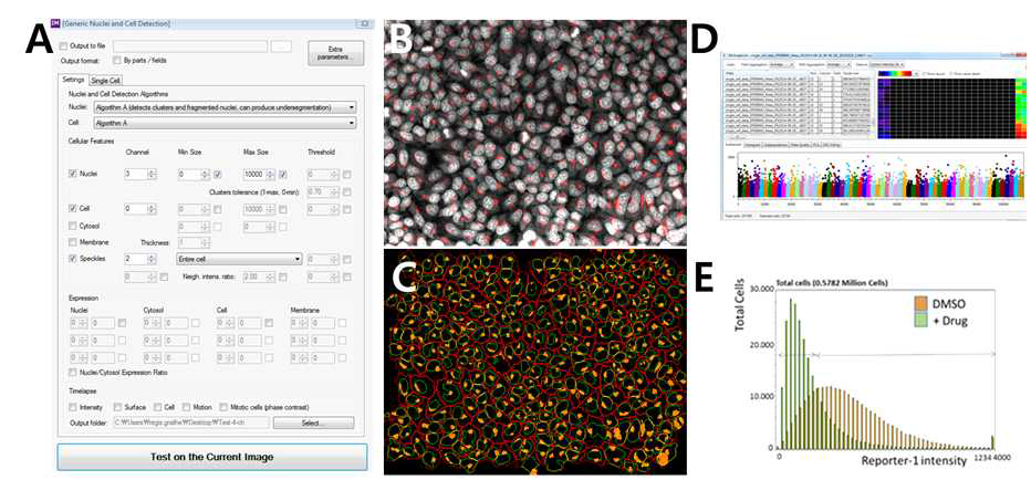 단일세포 분석 A. RNAi 스크리닝을 위해 개발된 단일 세포 핵/세포 구획화 plugin. B.핵 염색(Draq5)에 해당하는 단일 형광 채널, Golgi는 빨간색으로 표시. C. 핵염색 (Draq5)을 이용한 핵(녹색)과 세포질(빨강)의 구획화. 각각의 세포에 연관된 Golgi의 구획화(주 황). D.~106개의 단일 세포에 대한 형광 발현 분석시, 각각의 세포에 대해 라벨링된 Golgi 발현 의 분포를 시각화할 수 있음. E.주어진 표지자의 형광 발현의 분포가 약물 처리시 상당히 재분 배됨.