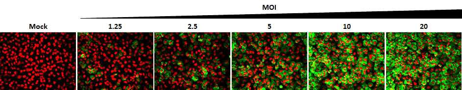 인간폐상피 세포에서 형광-인플루엔자의 MOI 별 infection 효율테스트.