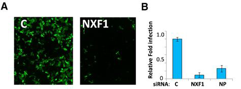 NXF1을 표적으로 하는 siRNA에 의한 인플루엔자의 감염 감소.