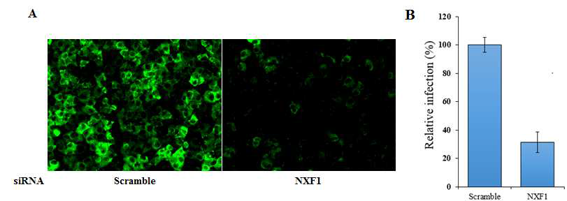 NXF1 siRNA에 의한 A549 세포에서의 인플루엔자 감염 감소.