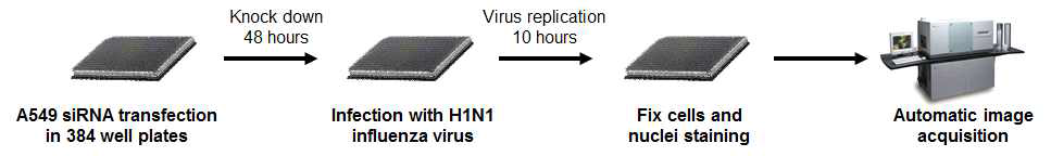 스크리닝을 위한 siRNA transfection 및 infection protocol.