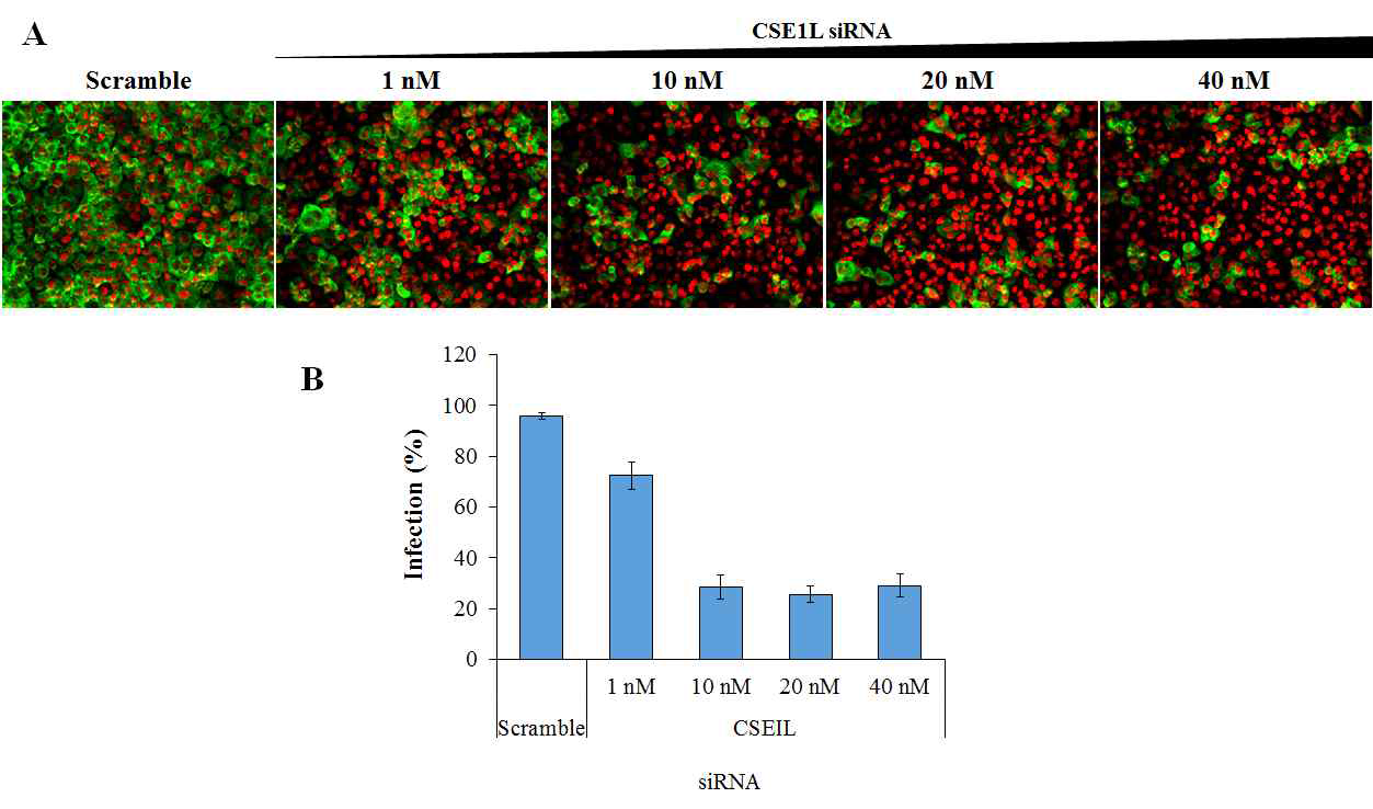CSE1L siRNA의 몰 농도에 따른 형광-인플루엔자 바이러스의 감염률 변화.