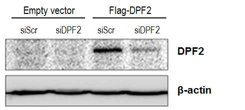 siDPF2는 과발현된 DPF2를 감소시킴.