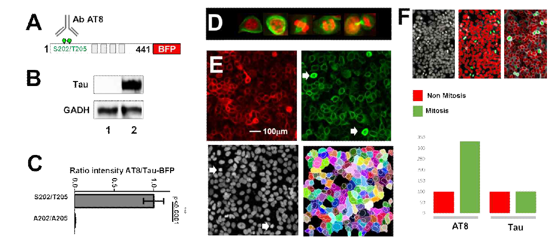 Tau-BFP/ Ab AT 8 세포 어세이 A. BFP로 형광 부착된 미세소관 연관 타우 단 백질에 대한 모식도 B. HEK와 Tau-BFP가 발현된 HEK 세포주의 타우 발현에 대한 Western blot C. A202와 T205에서의 타우 인산화를 인식하는 AT8 항체의 특이성 테스트 D. 미세 소 관과 스핀들과 관련된 타우 단백질의 분포와 관련된 세포 주기 E. 오페라 공초점 현미경을 이 용한 HEK/Tau-BFP 세포주에 대한 이미지 획득, Tau-BFP(적색), 타우 인산화에 대한 AT8의 염색 (녹색), 핵에 대한 염색(흰색), 병합된 이미지는 오른쪽 패널에 표시 F. 타우 단백질의 인 산화를 인지하는 AT8 항체와 인산화와 관계없이 모든 형태의 타우 단백질을 인식하는 타우 단백질 항체에 대한 유사분열 세포 (녹색) 대 비 유사분열 세포 (적색) 에서 면역형광강도의 정량화.