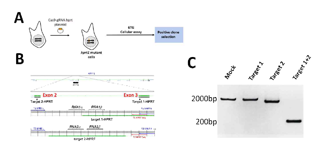 HPRT 넉아웃을 위한 96well 플레이트를 이용한 게놈 편집기술 A. 양성 클론을 얻기위한 HPRT/6-TG 세포수준의 모델 B. HPRT 게놈의 조직도 및 PCR을 위한 gRNA probe, oligo probe C. CRISPR 게놈의 분열에 의한 HPRT 유전자의 exon 2와 3의 게놈 증폭