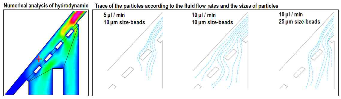 Numerical results with commercial code (CFD-ACE®) ; Trace of the particles according to the fluid flow rates and the sizes of particles.