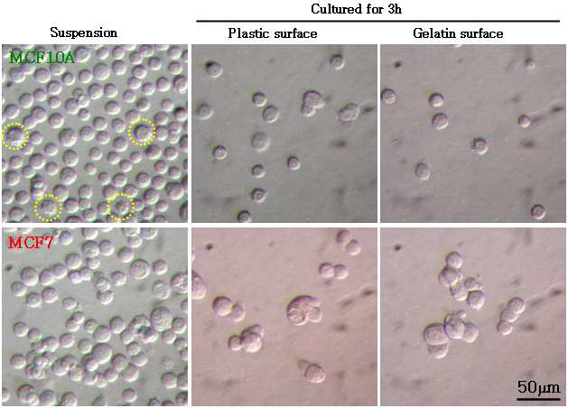 characterization of morphology and adhesion in MCF7 and MCF10A cells