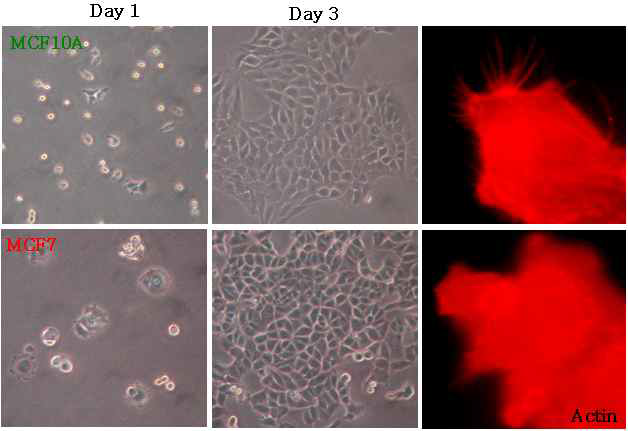 cell adhesion properties of MCF7 and MCF10A cells
