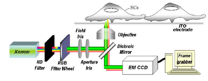 Monchromatic interference reflection microscopy image for Nanoscale Detection of Endothelial Cell-substrate Adhesion