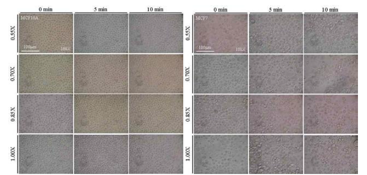 Cellular responses of MCF10A and MCF7 cells incubated for 0, 5, and 10 min in hypotonic media.