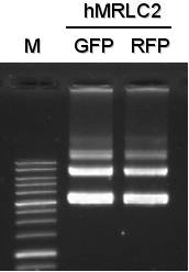 Plasmids of hMRLC-GFP & -RFP