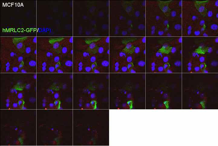 The serial expression of hMRLC2-GFP in MCF10A cells