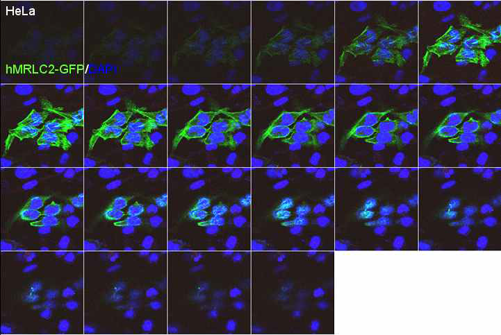 The serial expression of hMRLC2-GFP in HeLa cells