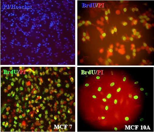 The proliferation of MCF7 and MCF10A.