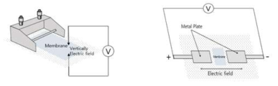 두가지 방식의 전기장을 이용한 막의 정렬 방법 (a) 두께 방향 (b) 면 방향