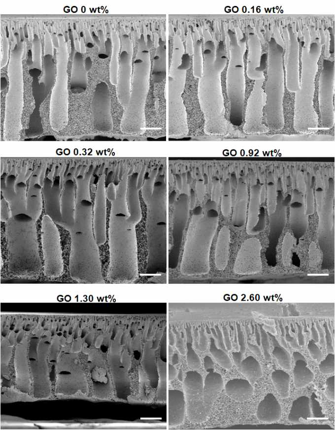 GO 함량에 따른 분리막 단면 구조의 변화
