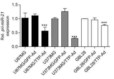 TTP에 의한 pri-miR-21 발현 억제