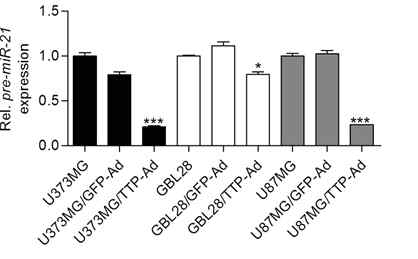 TTP에 의한 pre-miR-21 발현 억제