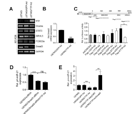 Smad3 mRNA ARE에 TTP가 결합하여 mRNA 절단 유도