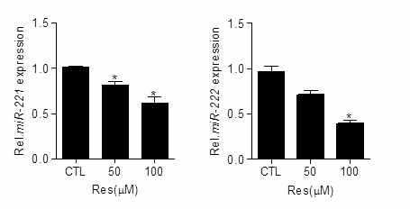 레스베라트롤에 의한 miRNA 221,222