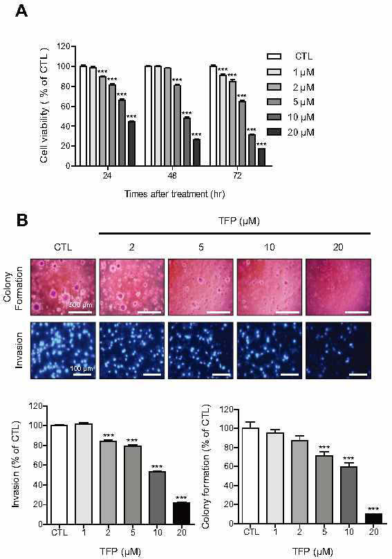 TFP에 의한 세포 증식 억제 및 세포침윤 기능 억제