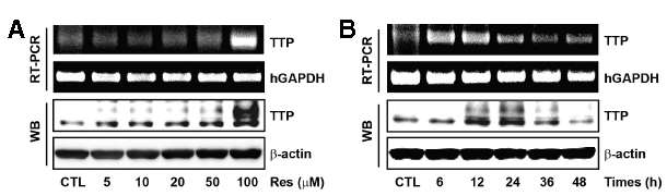 레스베라트롤에 의한 TTP 발현 증가