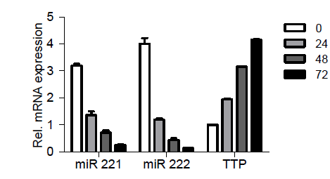 TFP에 의한 miRNA 221,222 발현 억제 및 TTP 발현 증가