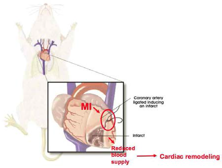 관상동맥 협착 수술을 통한 이행단계별 허혈성 심부전 동물모델 구축.