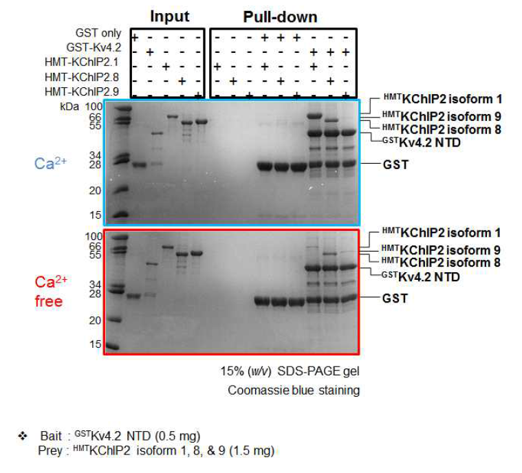 Kv4.2 NTD와 KChiP2 isoform 간의 상호작용 확인