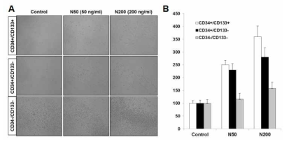 신규 핵심인자 Netrin4에 의한 혈관줄기세포 동원(이동) 증가