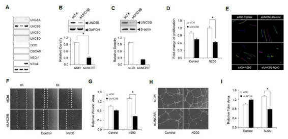 UNC5B 수용체를 통한 Netrin-4의 혈관줄기세포 활성화 조절 분석