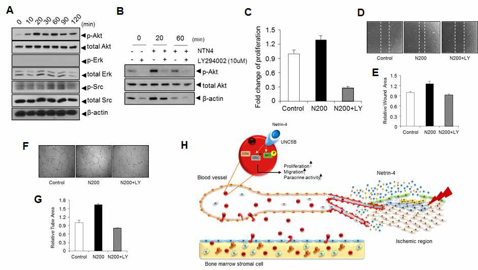 UNC5B 수용체를 통한 Netrin-4의 혈관줄기세포 활성화 조절 분석