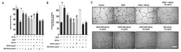 Endostain-TAG-72 항체 융합단백질 활성 검증