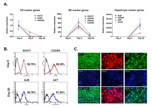 줄기세포 유래 간세포의 분화단계별 마커 유전자의 발현 분석
