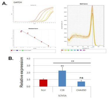 SCN5A 유전자의 발현양 검증을 위한 primer 검증 및 human LV, CDI-CMs, 그리고 CHA-CMs(65D) 사이의 SCN5A 발현양 비교분석, (A) SCN5A에 대한 primer 디자인 및 효율성 검증 (B) human LV, CDI-CMs, 그리고 CHA-CMs(65D)의 SCN5A 발현양 비교