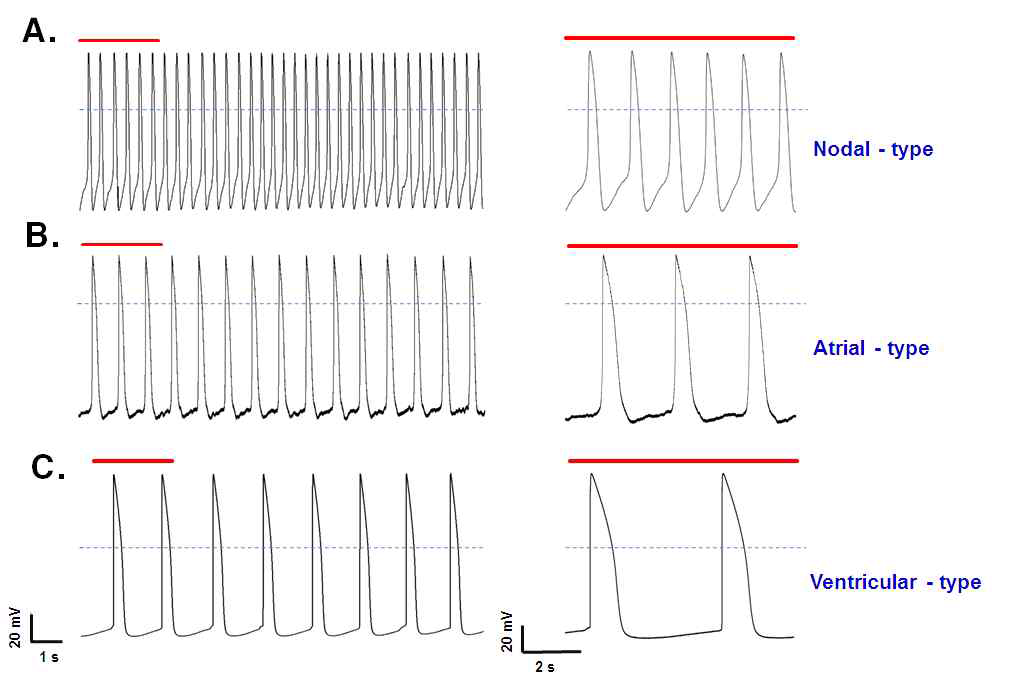 자발적으로 생성된 3가지 타입의 활동전위 raw traces (A) nodal-type, (B) atrial-type, (C) Ventricular-type