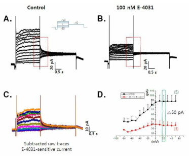 CDI-CMs의 hERG채널 전류 (A) control조건에서 전압 의존성 outward (외향성) K+ 전류 (B) E-4031에 의한 외향성 K+ 전류의 억제 (C) control조건에서 E-4031 100 nM 처리 후 억제되는 전류의 양을 compensation하여 얻은 E-4031-sensitive한 hERG 전류 (D) 전류-전압 (I-V) 상관관계