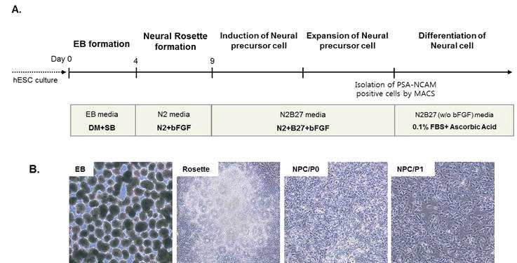인간배아줄기세포 유래 신경세포로의 분화과정의 도식도